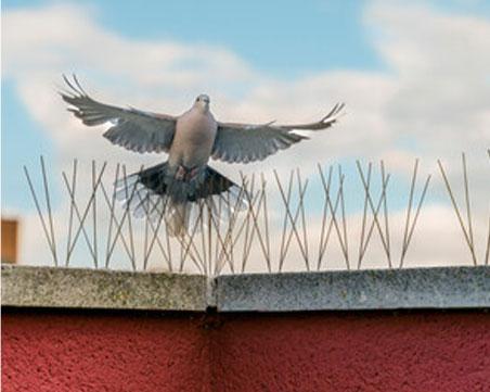 Pigeon Removal